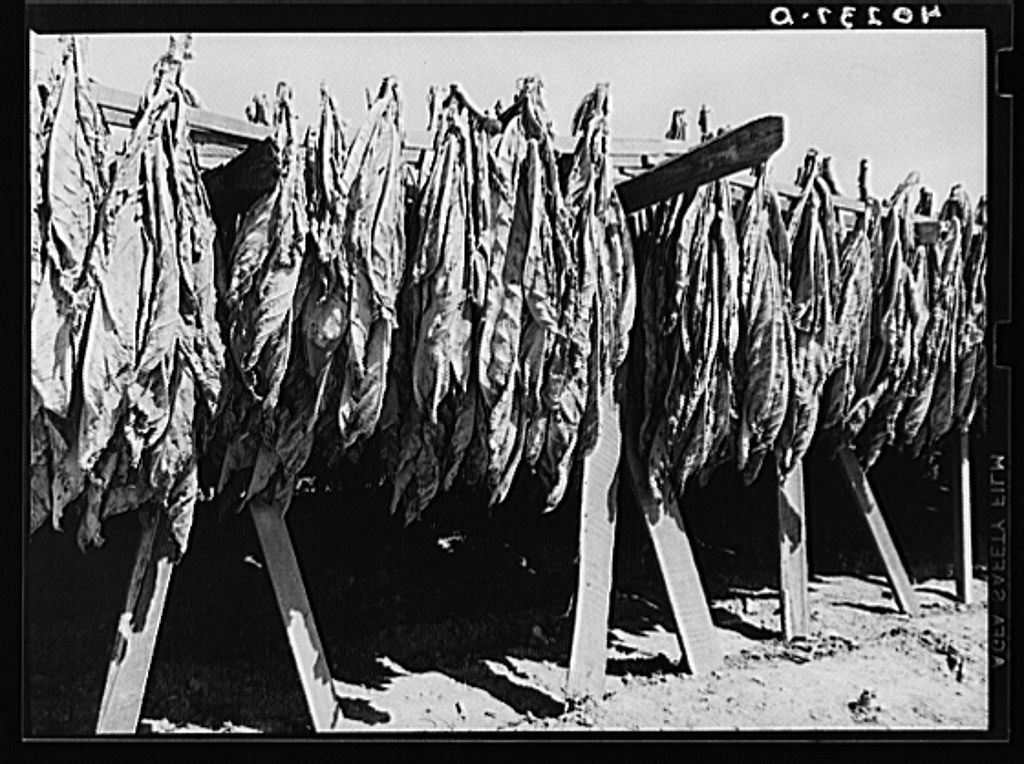 farm4 Tobacco drying in field 1938 Churchtown.jpg